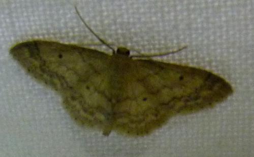 Réf. 284 142 : Idaea biselata